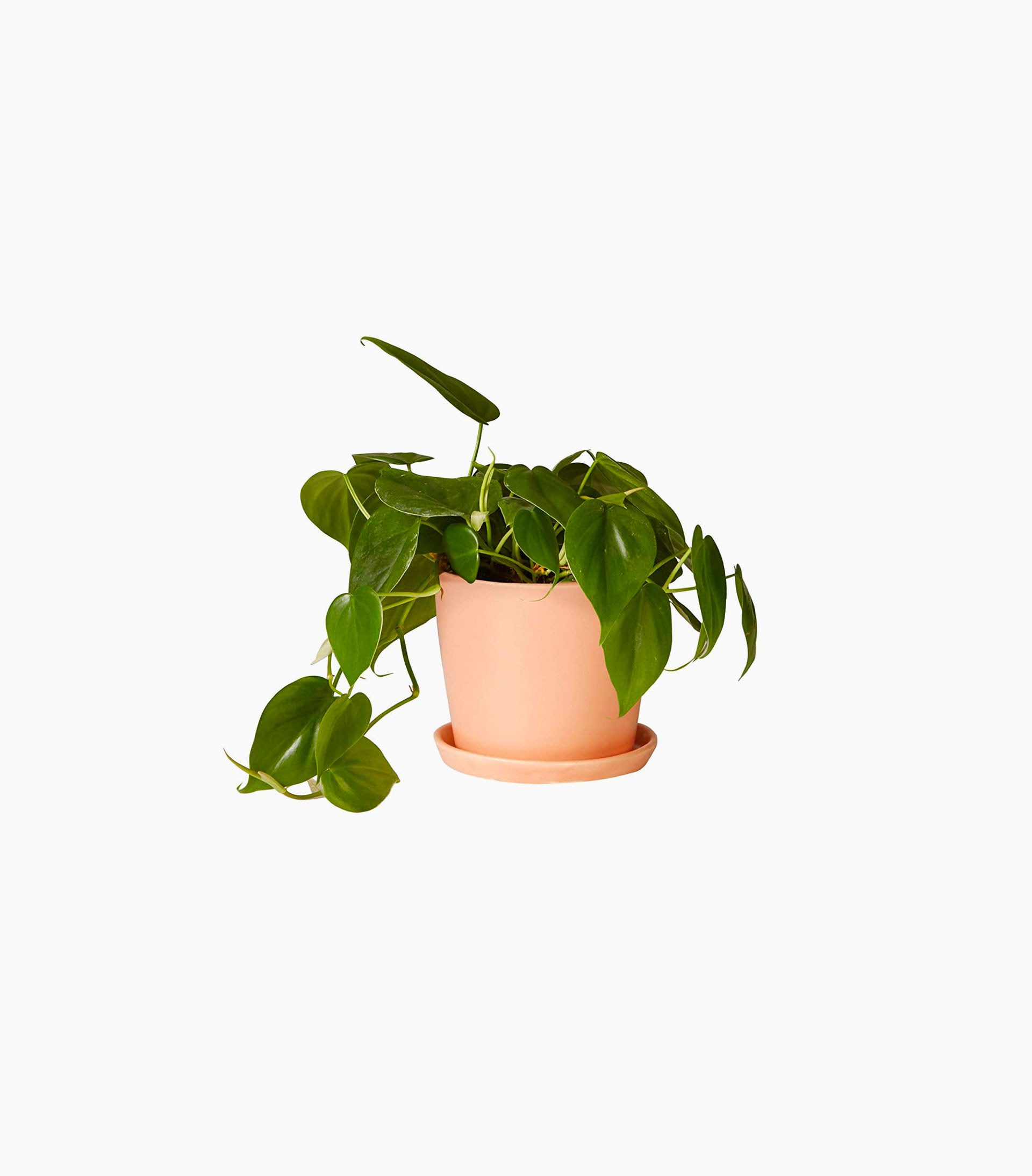 Green Philodendron Plant