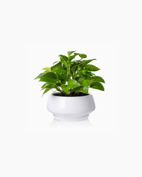 Plant in August Planter