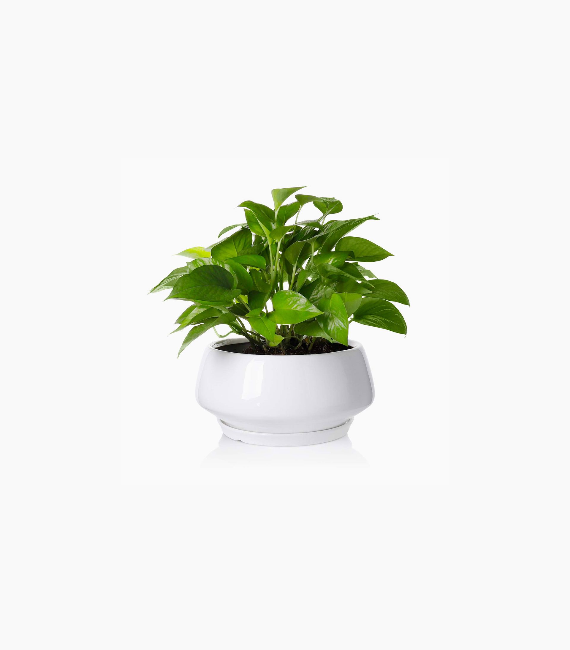Plant in August Planter